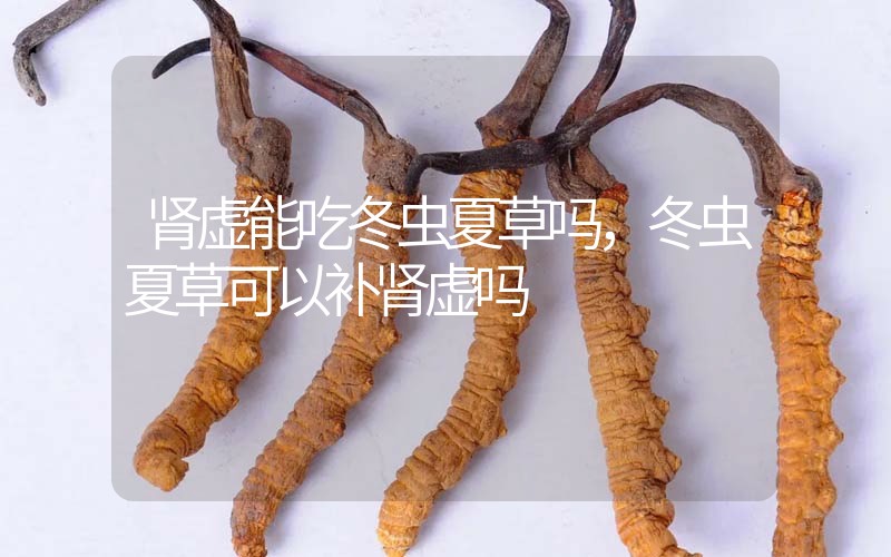 腎虛能吃冬蟲夏草嗎，冬蟲夏草可以補(bǔ)腎虛嗎？