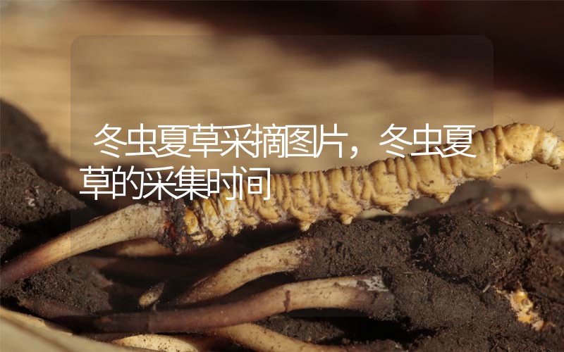 冬蟲夏草采摘圖片，冬蟲夏草的采集時(shí)間