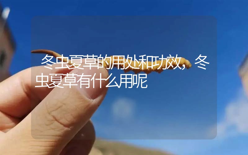 冬蟲(chóng)夏草的用處和用法，冬蟲(chóng)夏草有什么用呢
