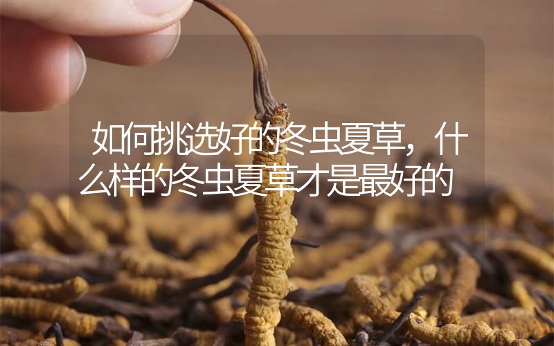 如何挑選好的冬蟲夏草? 什么樣的冬蟲夏草才是最好的