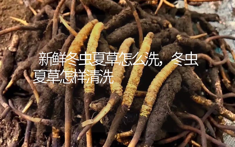 新鮮冬蟲夏草怎么洗，冬蟲夏草怎樣清洗