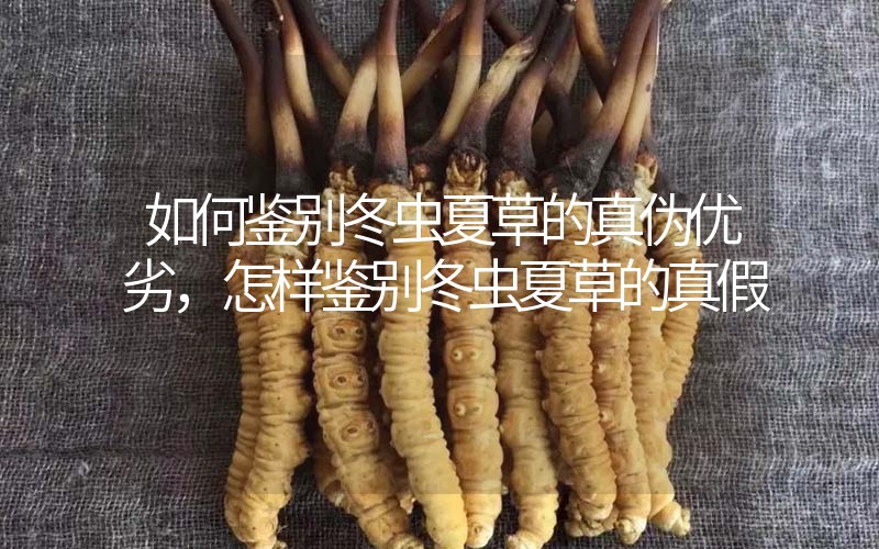 如何鑒別冬蟲夏草的真?zhèn)蝺?yōu)劣，怎樣鑒別冬蟲夏草的真假