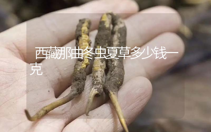 西藏那曲冬蟲夏草多少錢一克？