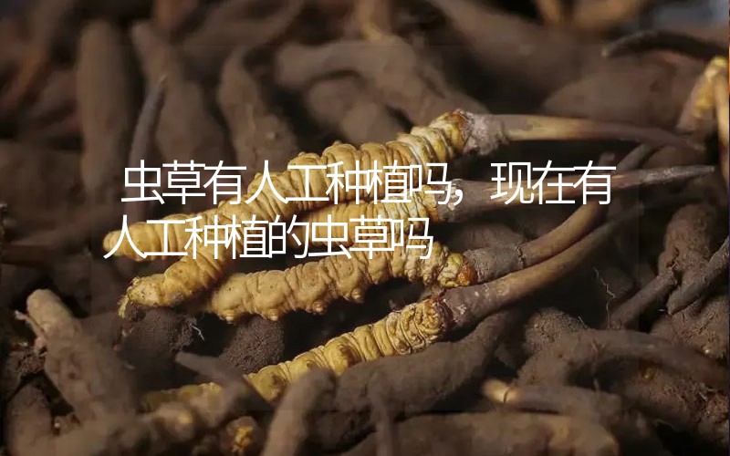 蟲(chóng)草有人工種植嗎，現(xiàn)在有人工種植的蟲(chóng)草嗎