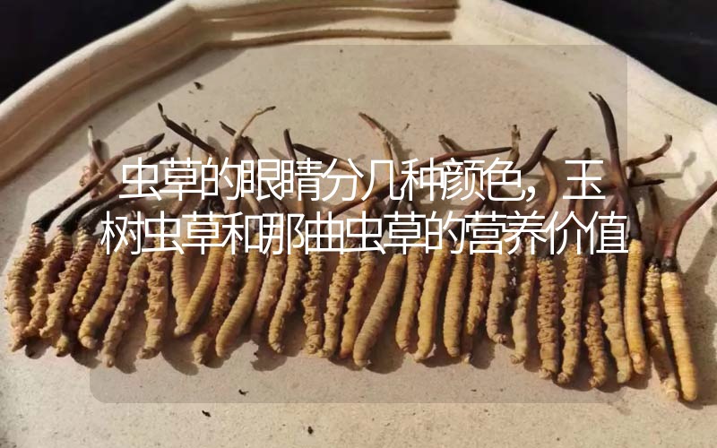 蟲草的眼睛分幾種顏色，玉樹蟲草和那曲蟲草的營養(yǎng)價值