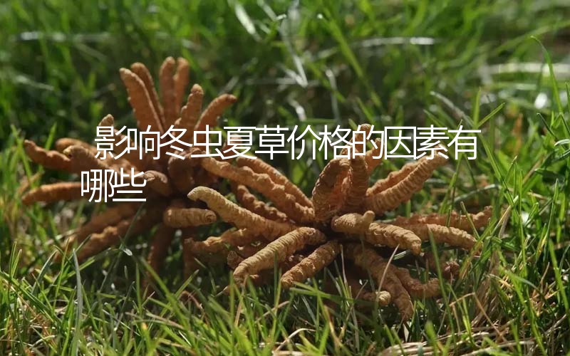 影響冬蟲夏草價格的因素有哪些？