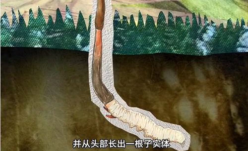 冬蟲夏草到底是蟲還是草？你猜到了嗎？