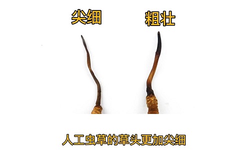 人工蟲(chóng)草和野生蟲(chóng)草如何分辨？人工冬蟲(chóng)夏草怎么鑒別