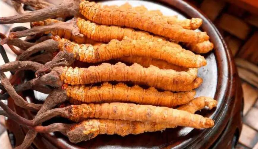 冬蟲夏草用途與禁忌，冬蟲夏草用處