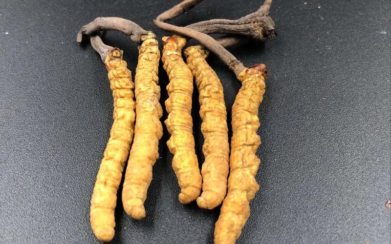 影響冬蟲(chóng)夏草的價(jià)格因素有哪些？