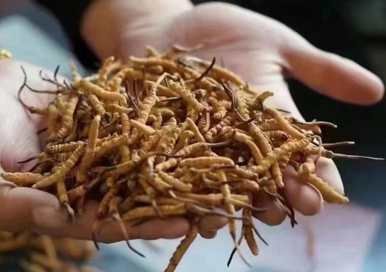 冬蟲夏草中有沒有激素？冬蟲夏草中有沒有有害物質(zhì)？