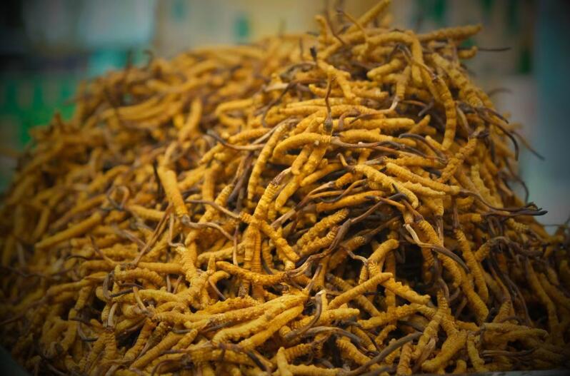 冬蟲(chóng)夏草的產(chǎn)量為何一年不如一年呢？