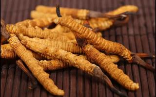 冬蟲(chóng)夏草的用法用量？