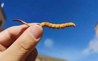 冬蟲夏草的主要產(chǎn)地是哪里？