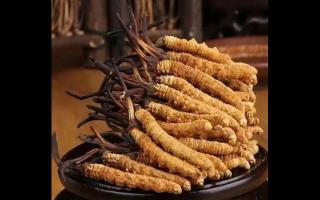 純天然無污染，探討新鮮冬蟲夏草的重要性