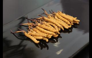 大量的冬蟲夏草如何來保存？