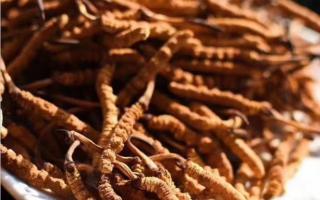 冬蟲夏草的行業(yè)術(shù)語，讓販子不敢在騙你