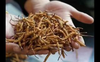 新鮮冬蟲夏草怎么保存，謹記五要素！