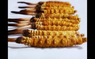 正宗高品質(zhì)冬蟲夏草怎么辨別？