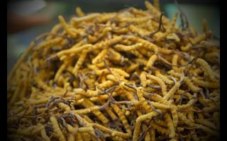 冬蟲(chóng)夏草的用法用量和食用禁忌！