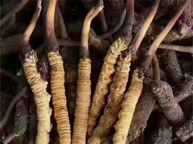 冬蟲夏草能生發(fā)嗎？揭秘其對頭發(fā)的影響