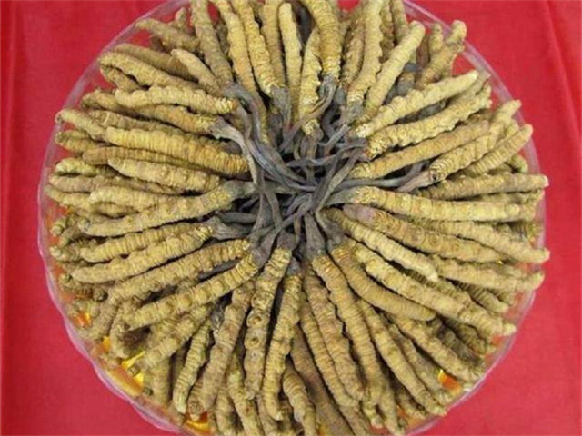 冬蟲(chóng)夏草價(jià)格一克多少錢(qián)？影響冬蟲(chóng)夏草價(jià)格的4個(gè)因素