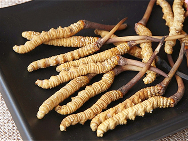 冬蟲夏草怎樣保存才好？冬蟲夏草的保存條件