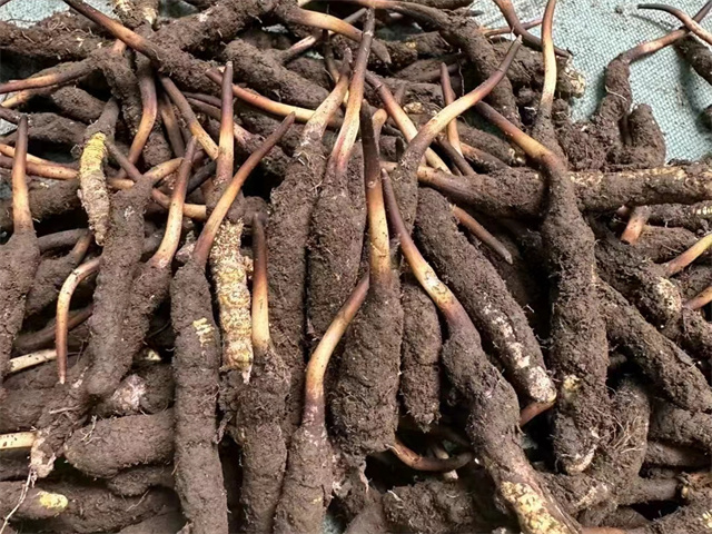 冬蟲(chóng)夏草在哪里形成？冬蟲(chóng)夏草主要分布在海拔3000米以上的高寒地帶