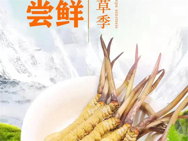 冬蟲(chóng)夏草會(huì)凍壞嗎？蟲(chóng)蛹通過(guò)在冰凍條件下保持一定的耐寒能力