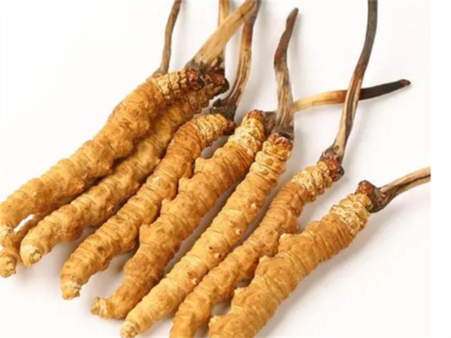 吃冬蟲(chóng)夏草會(huì)引發(fā)牙齦出血嗎？牙齦出血的常見(jiàn)原因