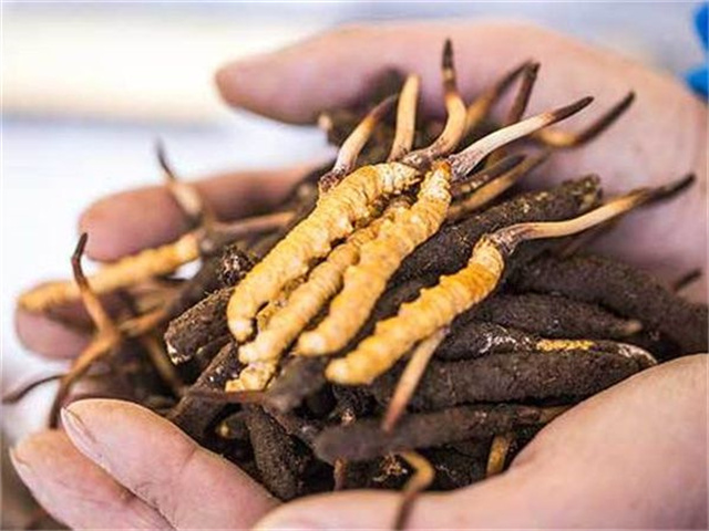 冬蟲(chóng)夏草出水是否正常？冬蟲(chóng)夏草出水的3種情況