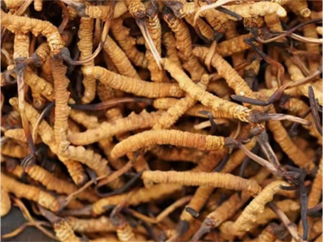 尿結(jié)石能吃冬蟲夏草嗎？尿結(jié)石患者的飲食注意事項(xiàng)