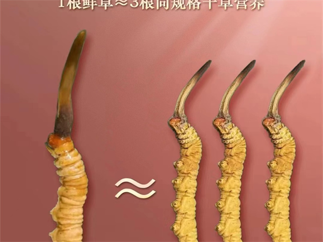 冬蟲夏草磨粉后怎么吃？5種吃冬蟲夏草粉的方法