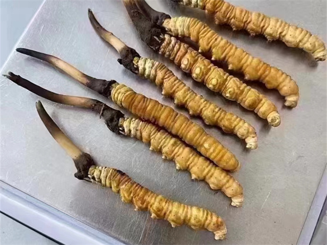 肝火大的人能吃冬蟲夏草嗎？應(yīng)該避免過量食用