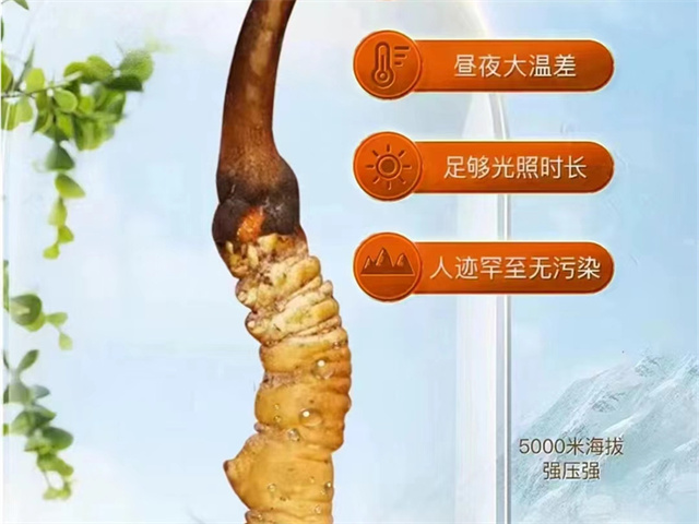 冬蟲夏草的性狀特征有哪些？冬蟲夏草4方面的性狀特征詳解