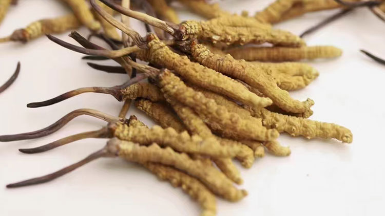 新鮮蟲(chóng)草的價(jià)格是多少