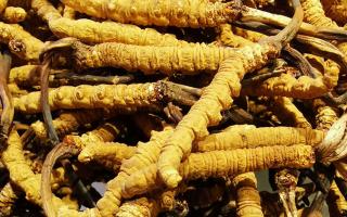 冬蟲夏草是什么味道？揭秘“軟黃金”的獨(dú)特風(fēng)味