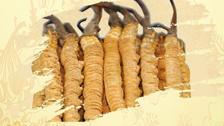 冬蟲(chóng)夏草御寒效果好嗎？科學(xué)解讀其抗寒機(jī)制