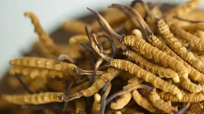 冬蟲(chóng)夏草白酒多少錢(qián)