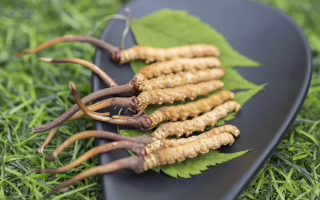 鮮冬蟲(chóng)夏草價(jià)格揭秘：一根究竟值多少錢？