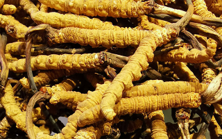 冬蟲(chóng)夏草最佳食用方法全攻略