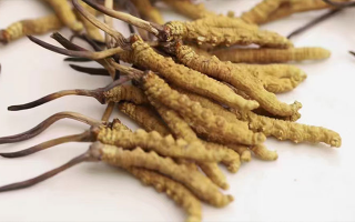 水溫決定營養(yǎng)！冬蟲夏草鮮草泡水溫度全解析?