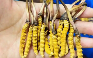 吃鮮冬蟲夏草的好處