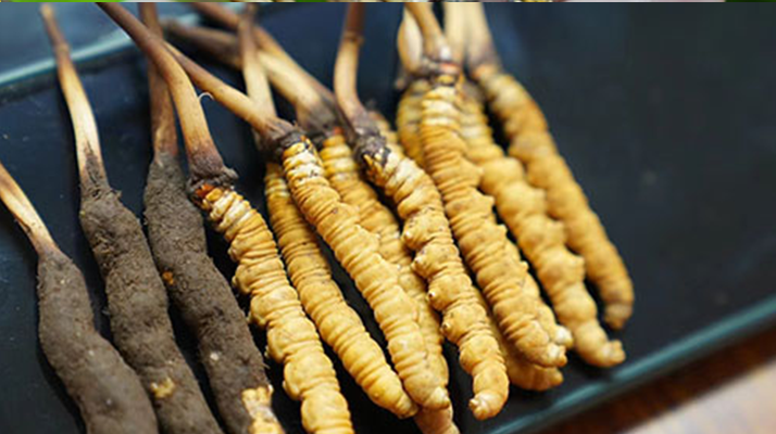 冬蟲夏草鮮草吃多久？科學食用周期與效果解析
