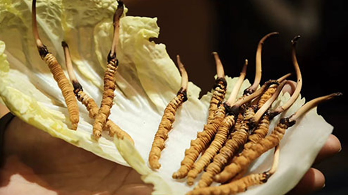 冬蟲夏草：干草與鮮草的終極對比，哪種更適合你？