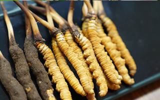 冬蟲夏草什么時(shí)候有鮮草