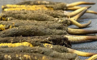 新鮮冬蟲(chóng)夏草吃幾克好？科學(xué)用量指南