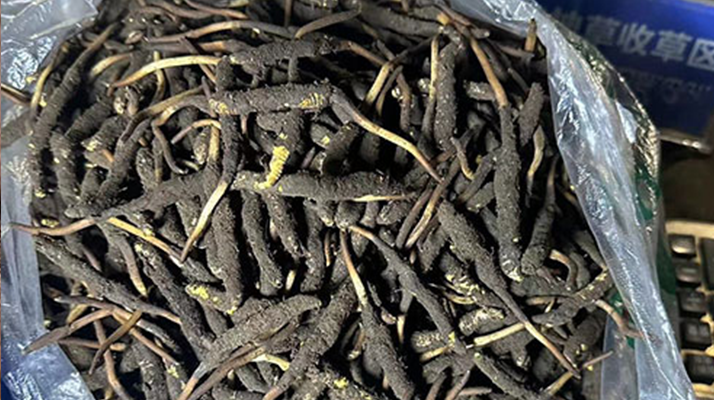 冬蟲(chóng)夏草可以吃鮮的嗎？一文為你揭秘