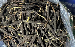 冬蟲(chóng)夏草可以吃鮮的嗎？一文為你揭秘