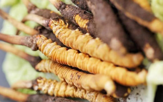 冬蟲(chóng)夏草鮮草可以生吃嗎？一文解讀食用真相